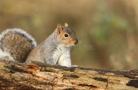 A Curious Grey Squirrel Scirius Carolinensis Looking Over A Log Stock