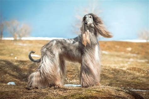 Long Nose Dog 15 Dog Breeds With Long Snouts With Pictures We Are