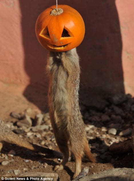 Halloween Its Simples Meerkats Play Trick Or Treat By
