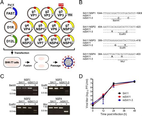 Entirely Plasmid Based Reverse Genetics System For Rotaviruses Pnas