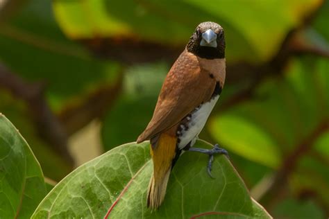 Oiseaux De Polynésie Les Rivage Sur Le Net