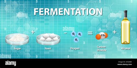 Alcoholic Fermentation Chemical Equation Stock Vector Image Art Alamy