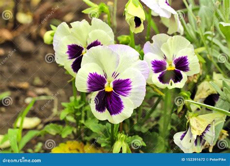 Closeup Of Colorful Pansy Flower The Garden Pansy Is A Type Of Large