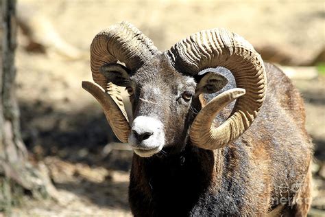 European Big Horn Mouflon Ram Photograph By Teresa Zieba