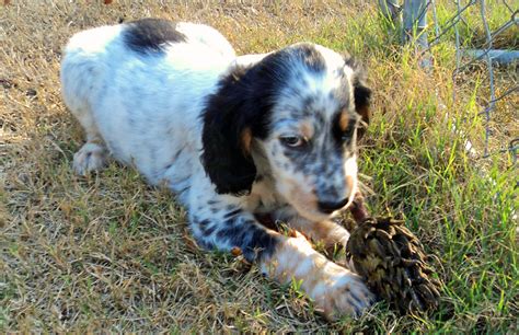 Check spelling or type a new query. Puppy Portraits | East Coast Llewellin Setters