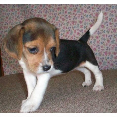 Start searching for your new best friend here and adopt your pet from dogspot. Beagles for Free | beagle puppy for sale in south florida ...