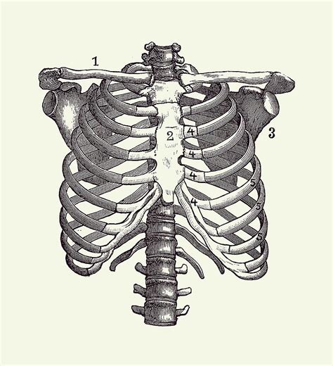 Rib Cage Illustration Human Rib Cage Anatomy Stock Vector