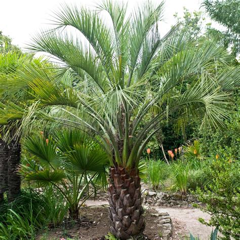 Pindo Palms For Sale