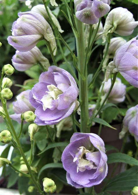 Delphinium Elatum Aurora Lavender Aurora Series Proctors Nursery