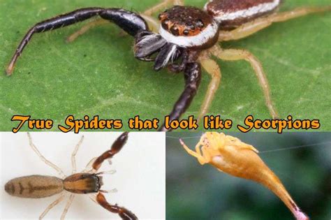 True Spiders That Look Like Scorpions