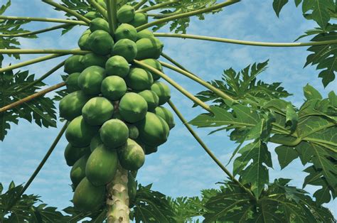 Papaya 3 Vorteile And 2 Tipps Zur Zubereitung Der Tropischen Frucht