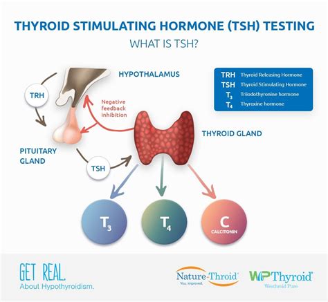 Image Result For Thyroid Gland Thyroid Stimulating Hormone Thyroxine