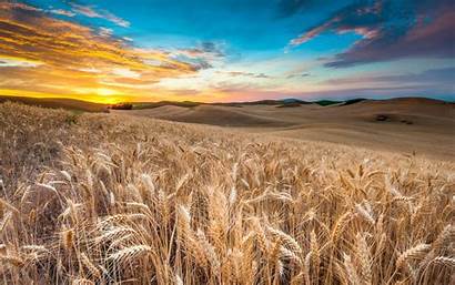 Wheat Sunset Field Sky Wallpapers Desktop Wallpapermaiden