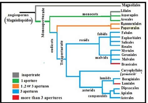 Classification Of Angiosperms Ofrostomid Park Of Tiaret In Algeria