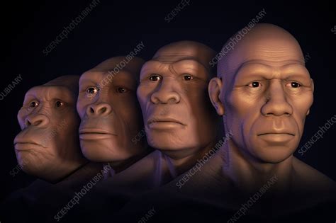 Human Evolution Illustration Stock Image C0255412 Science Photo