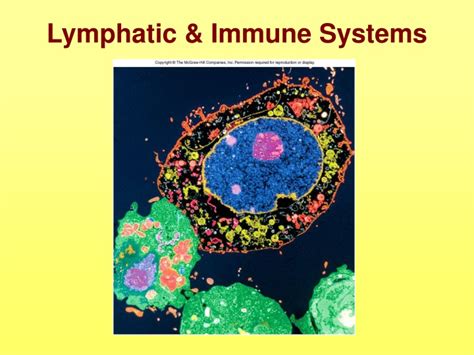 Ppt Lymphatic And Immune Systems Powerpoint Presentation Free Download