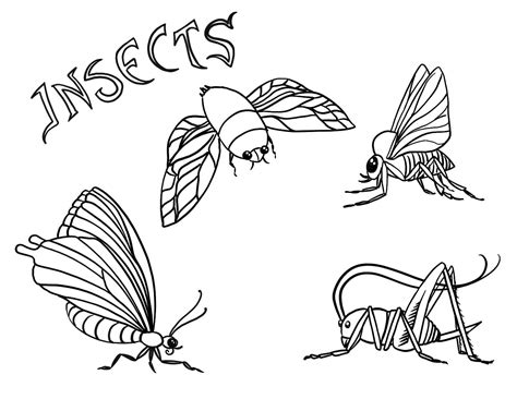 Fise De Colorat Cu Patru Insecte Descărcați Imprimați Sau Colorați