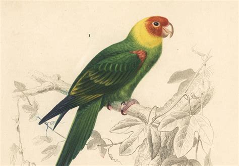 The Mysterious And Tragic Story Of The Carolina Parakeet Americas Only Native Parrot Unusual