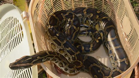 অজগৰ সাপ উদ্ধাৰ Burmese Python Rescued Python Wildlife Rescue