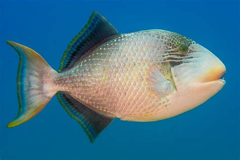 Yellowmargin Triggerfish Pseudobalistes Flavimarginatus Flickr