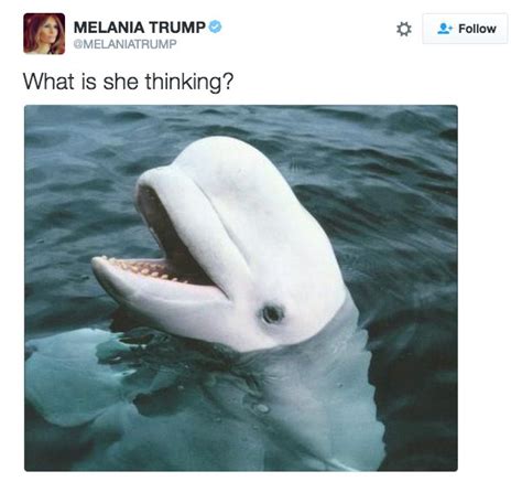 Whale Beluga Whale Best Funny Pictures