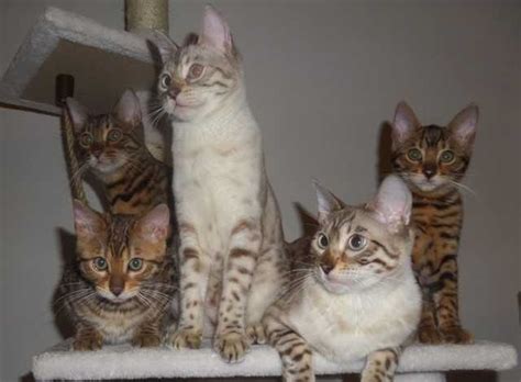 If the available puppies shown below do not fit your criteria for adoption, please do not apply. lovelyBengal Kittens FOR SALE ADOPTION from Las vegas ...