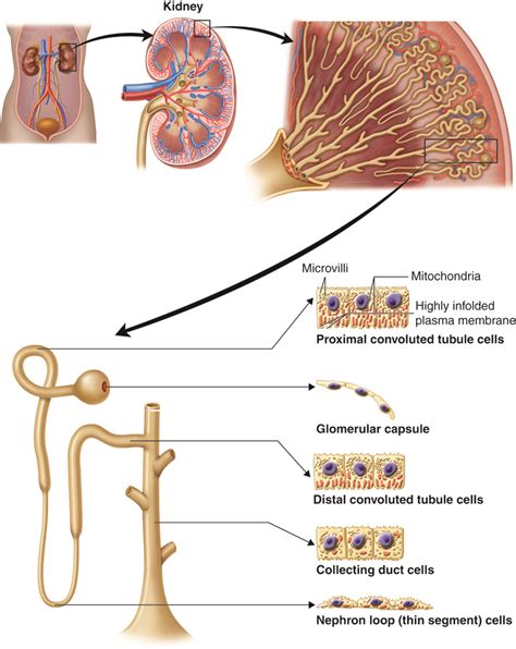 Urinary Levels Of Organization Anatomy And Physiology