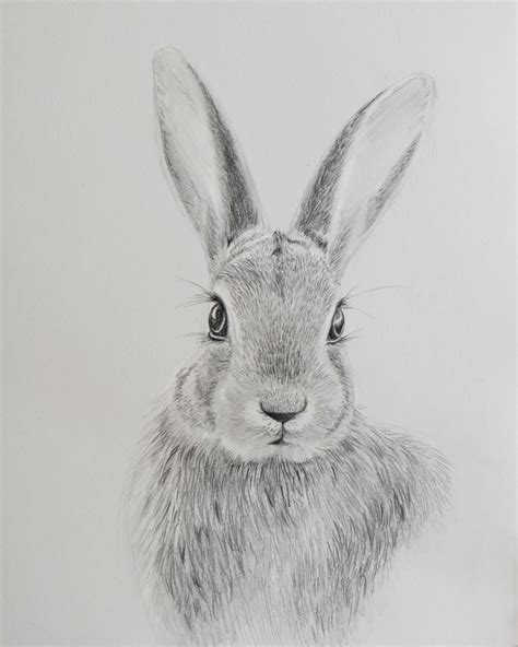 Draw A Rabbit With Pencils Sabrina Hassler Illustration And Drawing Blog