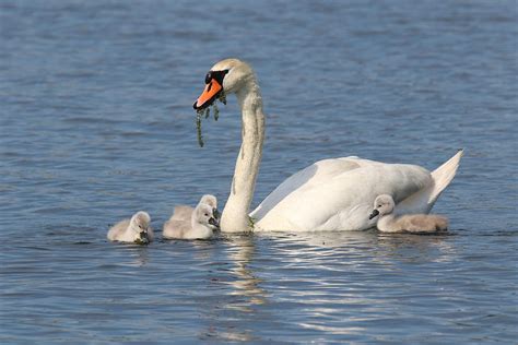 Mother Mute Swan Feeding Her Four Cygnets Photograph By Sue Feldberg