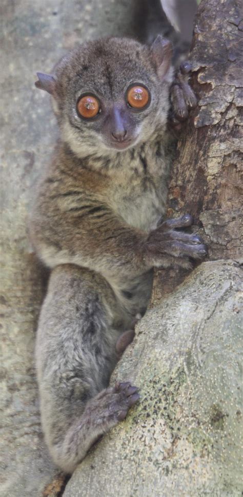 Sahamalaza Sportive Lemur Ankarana National Park Madagas Flickr