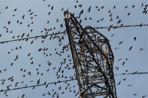 The Purple Martin Spectacle