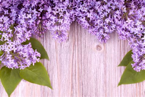 Flores Bonitas Do Lilac Foto De Stock Imagem De Macro 24686884