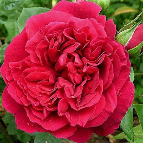 Garden Rose Tess Red Bulk Wholesale Blooms By The Box