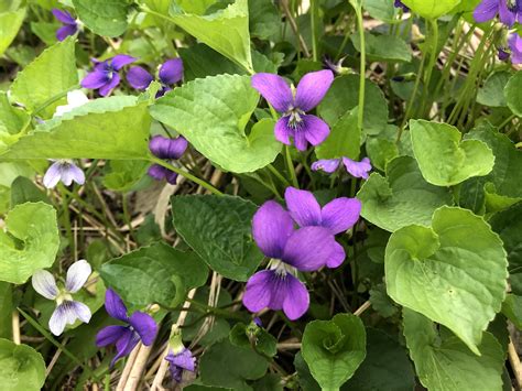 Wisconsin Wildflower | Wood Violet | Viola papilionacea| The Wisconsin ...