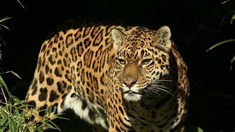 Download Wallpaper 1920x1080 Jaguar Big Cat Spotted Hunting