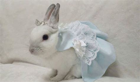 Rabbit Dress Tumblr