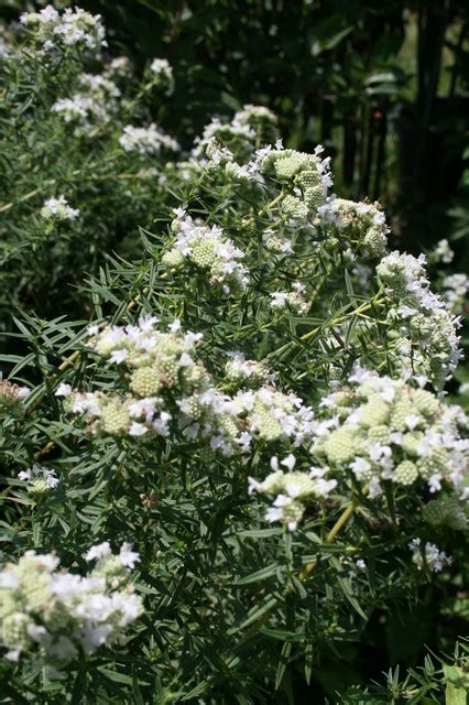 Common Mountain Mint Pycnanthemum Virginianum Traditional Garden