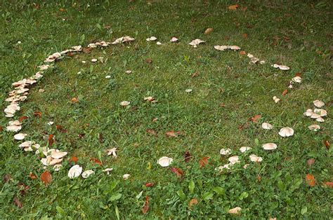 Mary Ann Bernal Do You Dare Enter A Fairy Ring The Mythical Mushroom