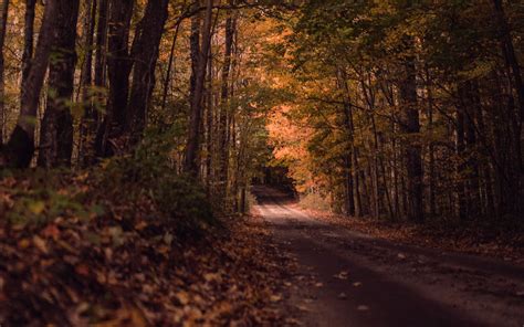 Download Wallpaper 3840x2400 Road Forest Autumn Trees Path 4k Ultra