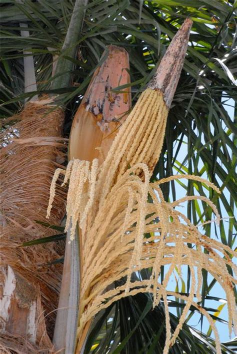 Most palms feature tall, cylindrical trunks that look very similar to a columns or pillars. Gliocladium Blight and Gliocladium Trunk Rot | Palm Symptoms