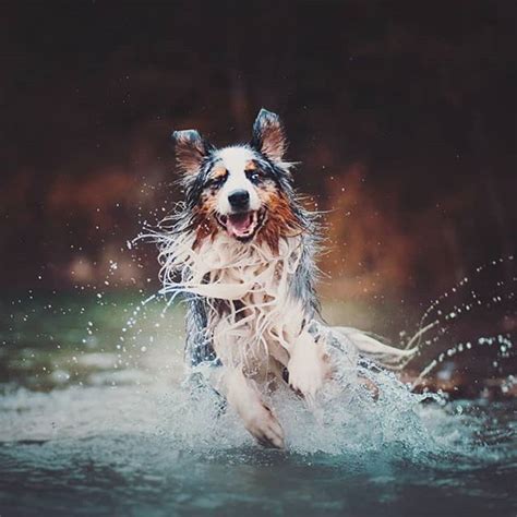 This Is One Very Happy Australian Shepherd Dog Photography