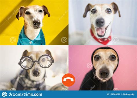 Dogs Having Online Group Chat Call Funny Pets Stock Photo Image Of