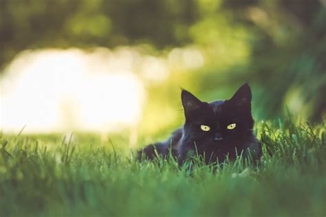 Free Images Grass Morning Green Black Cat Whiskers Vertebrate