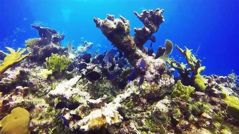 4k The Most Beautiful Coral Reefs And Undersea Creature On Earthاسماك
