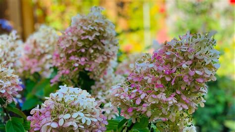 Limelight Hydrangea Bush Early Fall 2020 Youtube