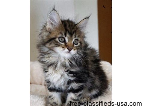 As dedicated pet lovers, w. cute and adorable maine coon kittens ready - Animals ...