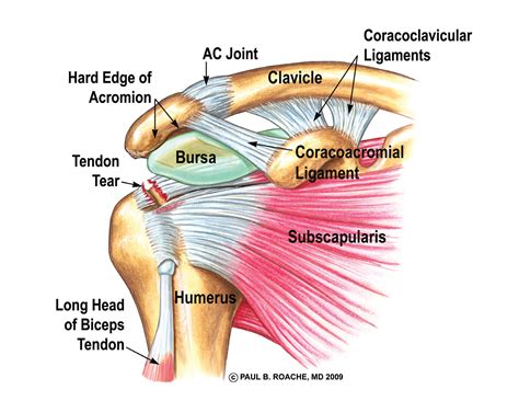 Muscles allow us to move by pulling on bones. Anatomy Of The Shoulder Tendons