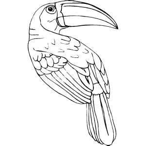 Print, color and hang these pages for the people to see!! Toucan Printable Coloring Page, free to download and print ...
