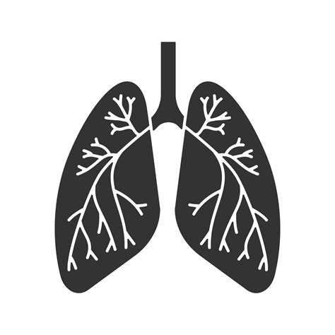 Human Lungs With Bronchi And Bronchioles Glyph Icon Respiratory System