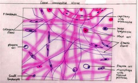 Dense Regular Connective Tissue Diagram